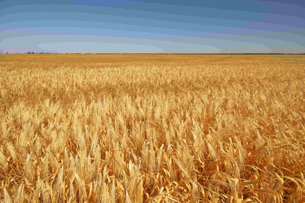 Cantidad o densidad de siembra de trigo por hectáreas y metros cuadrados