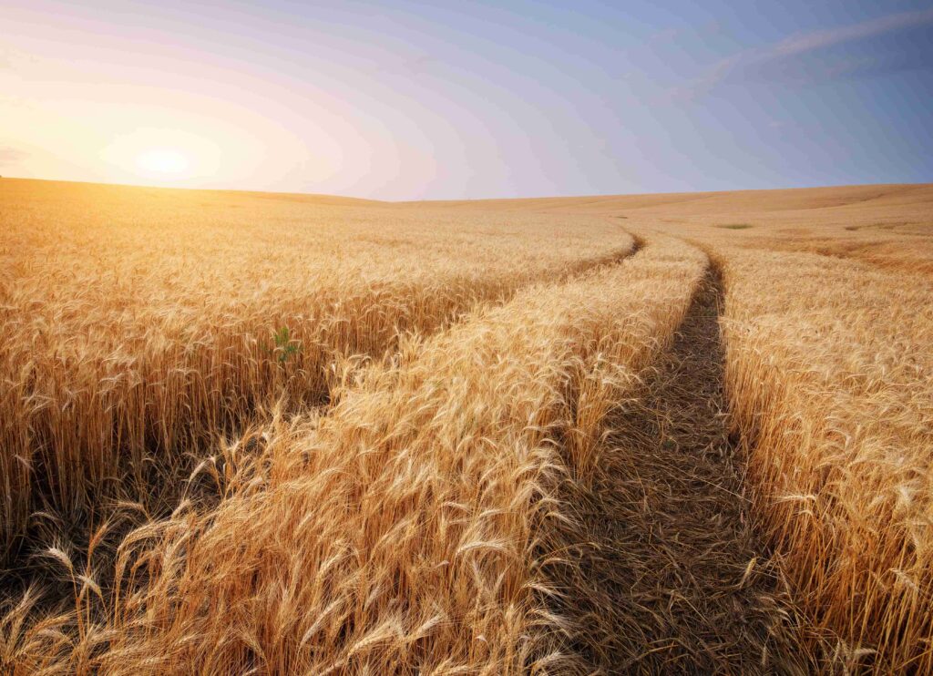 época de siembra y cosecha del trigo en argentina