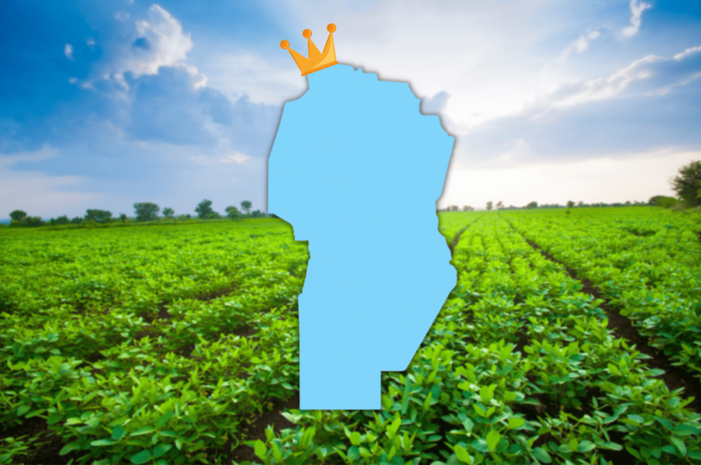 semillas de maní del cultivo más exportado de argentina