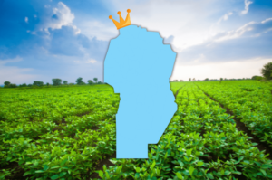 semillas de maní del cultivo más exportado de argentina