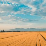 que es el trigo HB4 de Bioceres