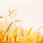 que significa trigo transgénico