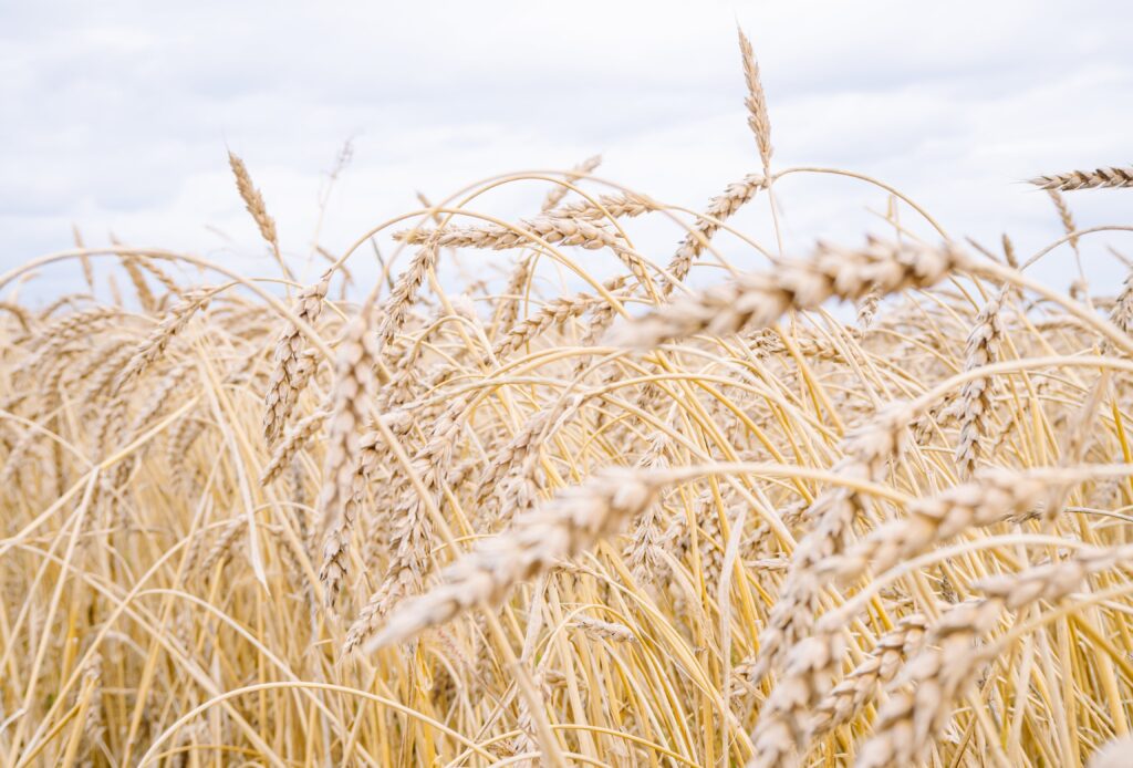 siembra y cosecha de trigo transgénico en argentina