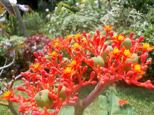 cultivo de jatropha en misiones y santiago del estero para producción de biodiesel