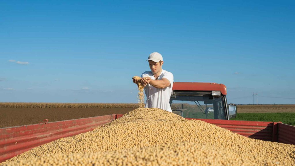 cuál es la humedad de la soja y sus condiciones optima para la cosecha