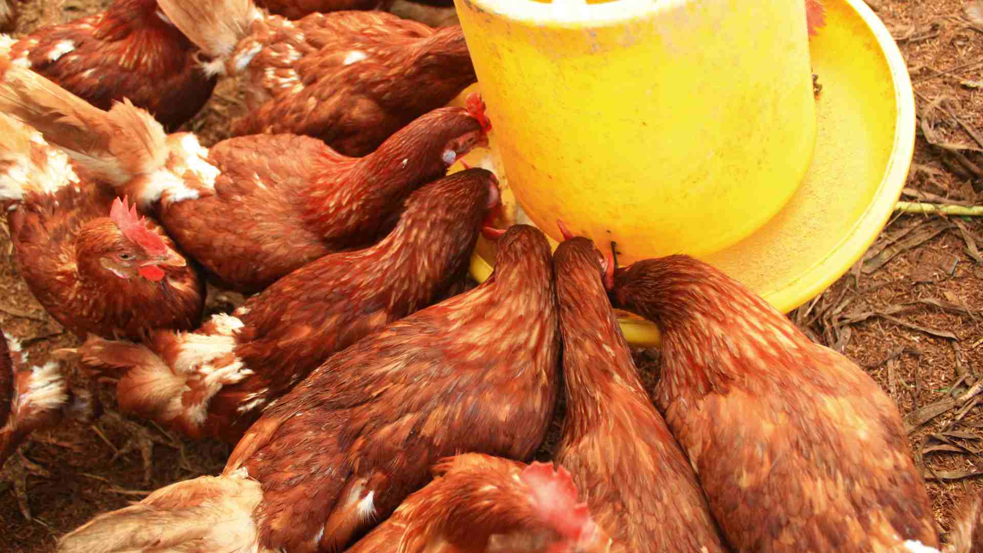 alimento balanceado en una granja siendo comido por pollos