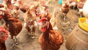 instalaciones avícolas donde se crian pollos o aves ponedoras