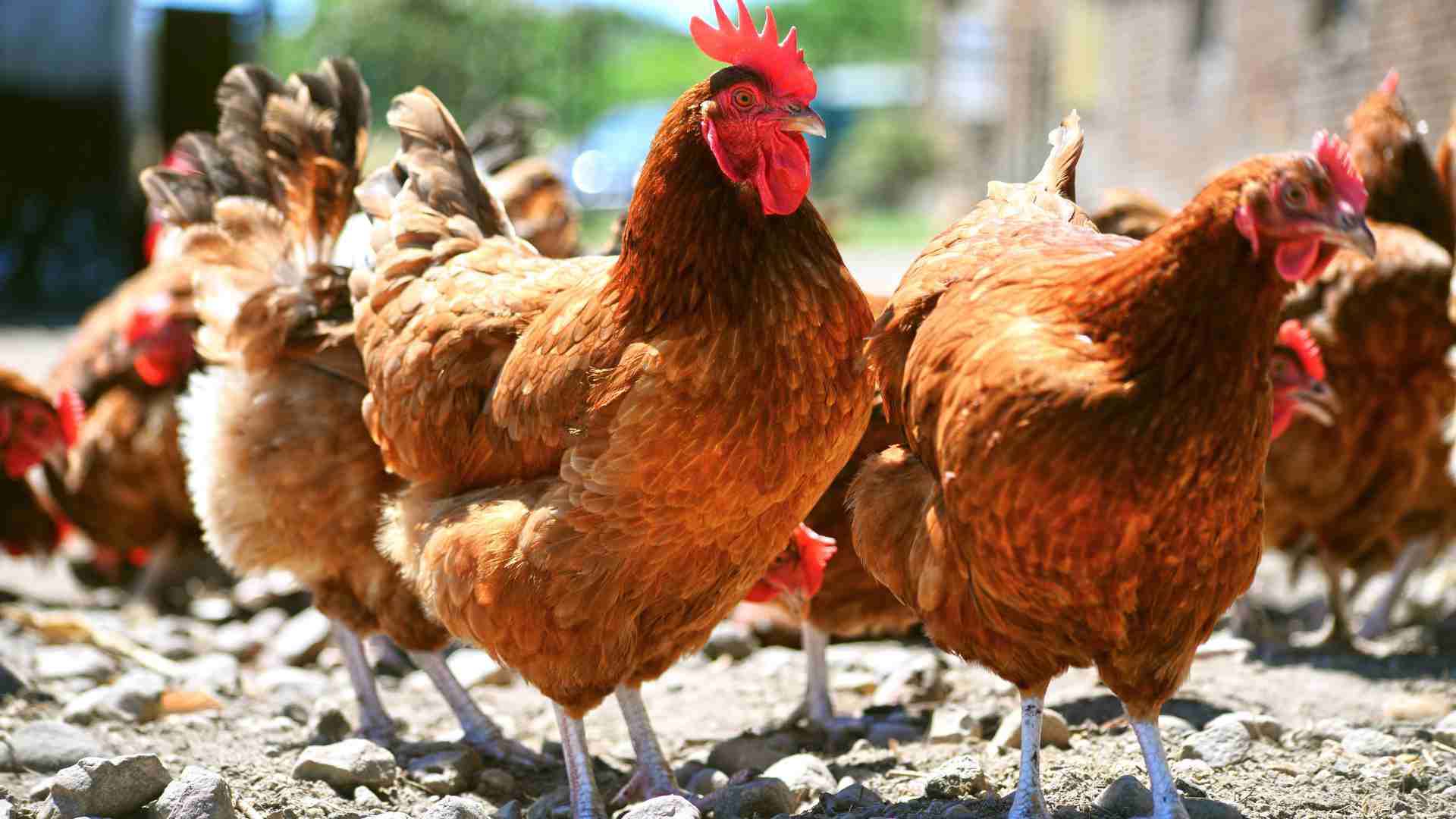 pollos de engorde para la crianza industrial