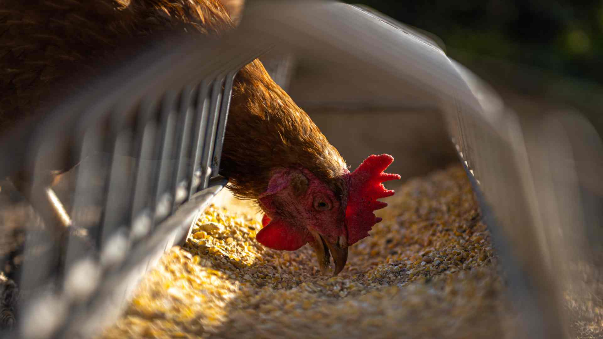 alimentación en los pollos de engorde