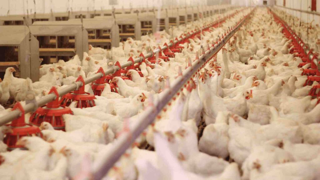 producción de carne avícola para sustentar la demanda de carne avicola en argentina y china