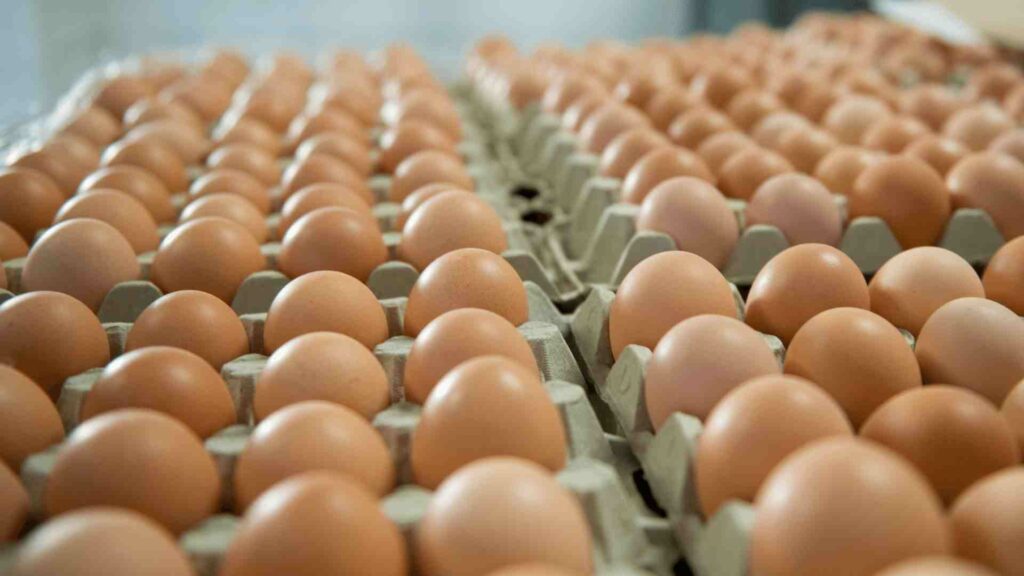 huevos obtenidos de la producción avícola de argentina