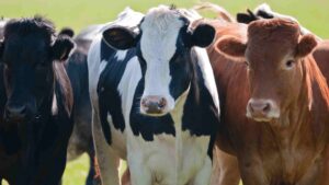 bovinos con enfermedades en sus ubres