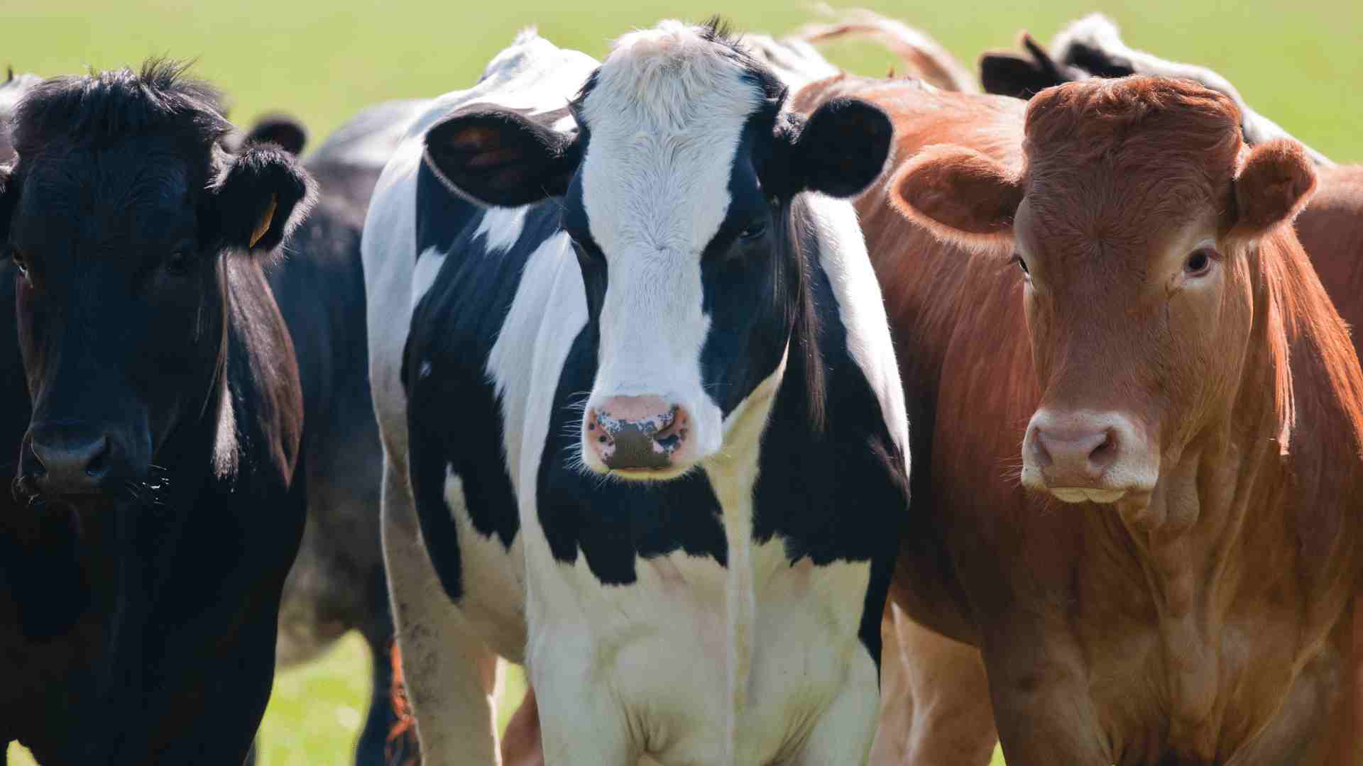 bovinos con enfermedades en sus ubres