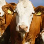 enfermedades bovinas en las vacas de argentina segun la zona