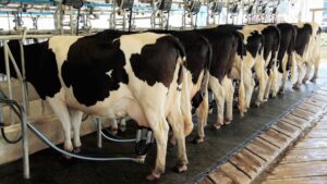 alimentacion de vacas lecheras mientras se las ordeña