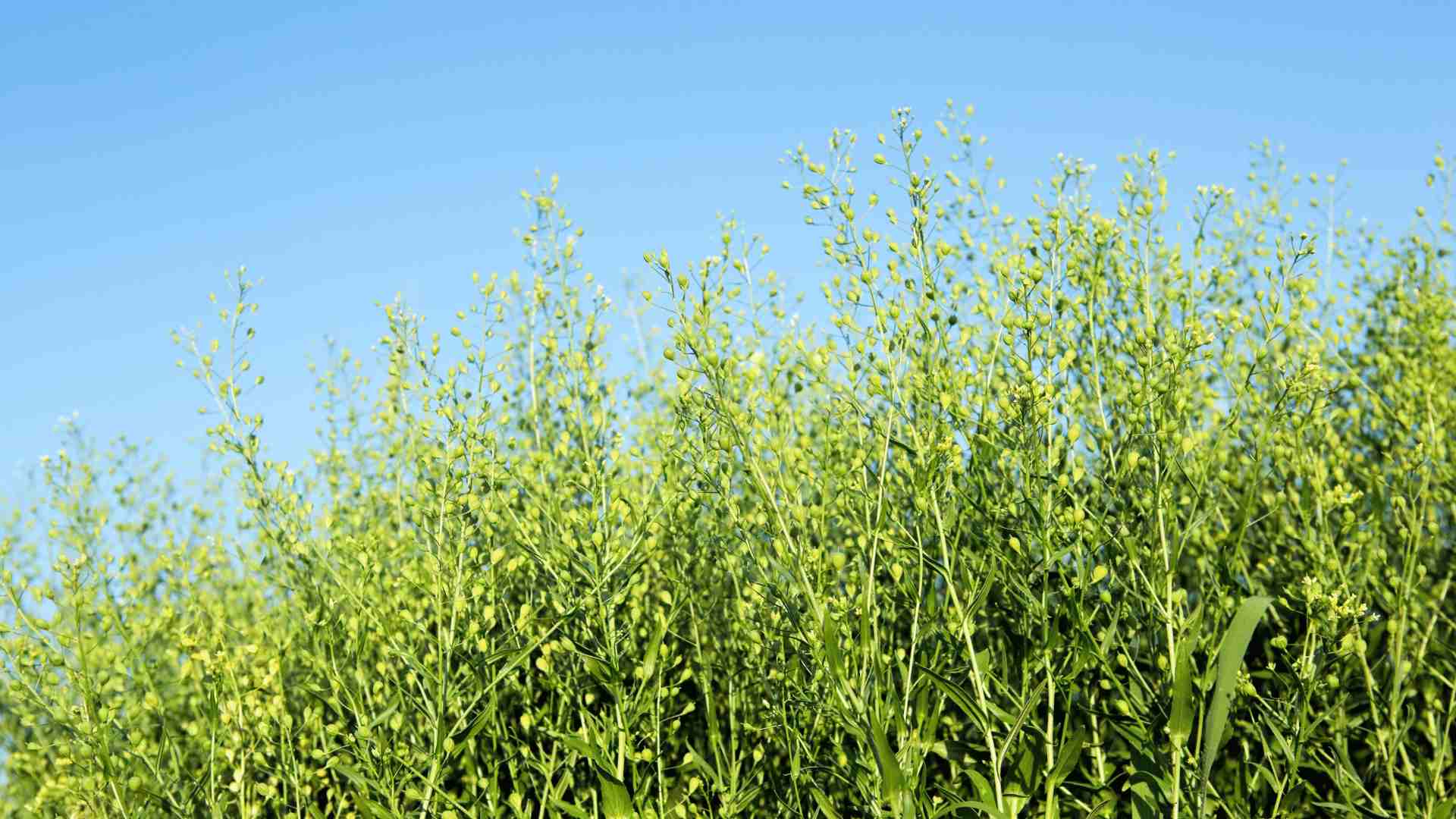 Camelina, La Opción Rentable Para El Cultivo Sostenible En Nuestro País
