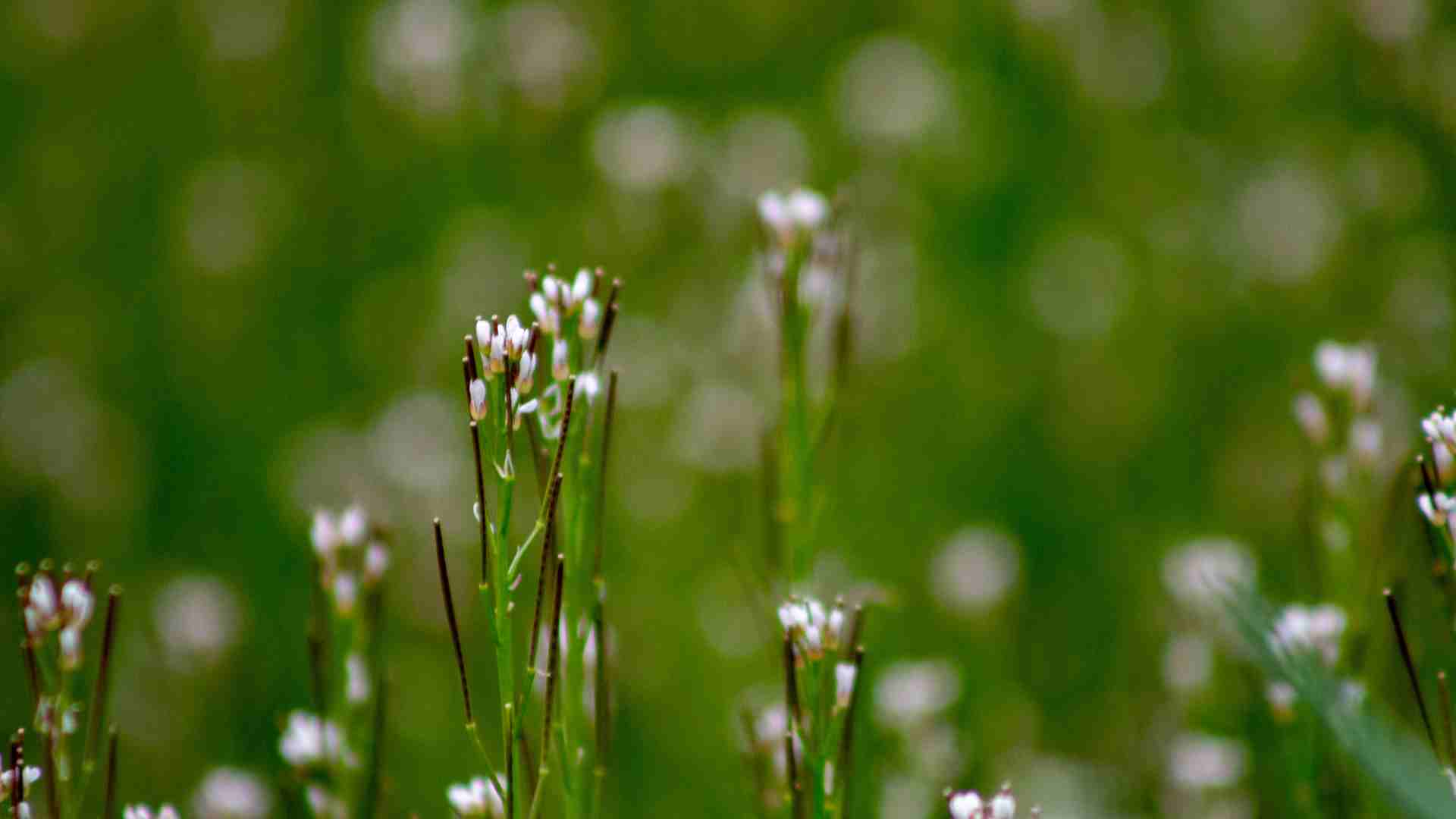 planta ideal para producir biodiesel de manera sustentable