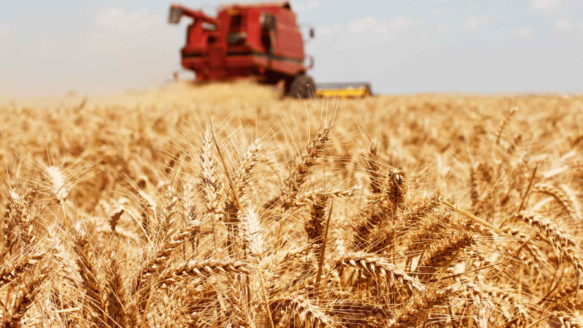 campo argentino con cultivo de trigo